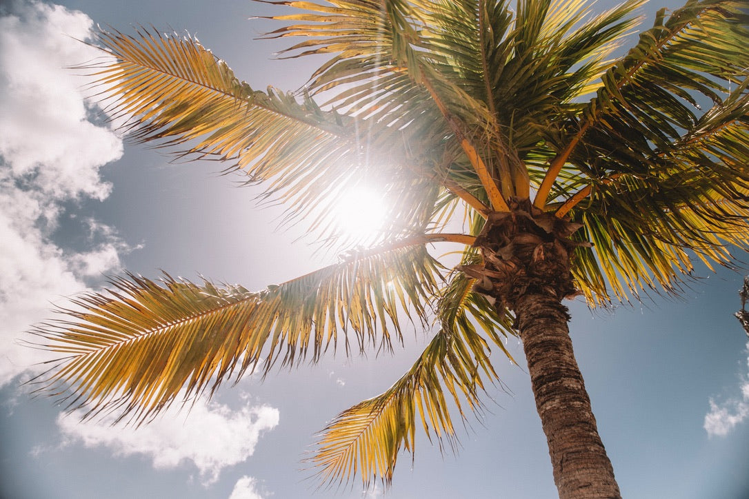 A palm tree on a sunny day