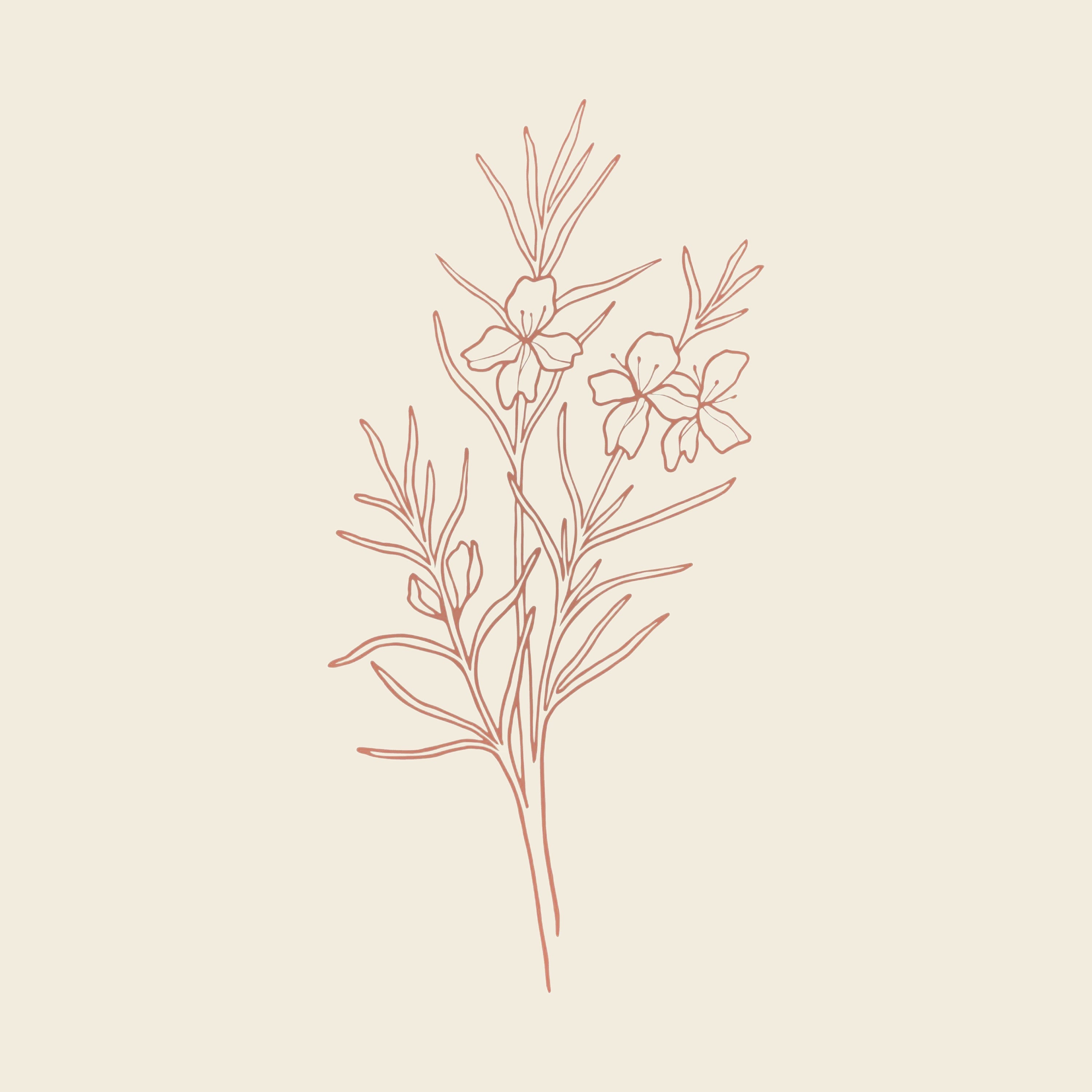 Hand drawn westringia
