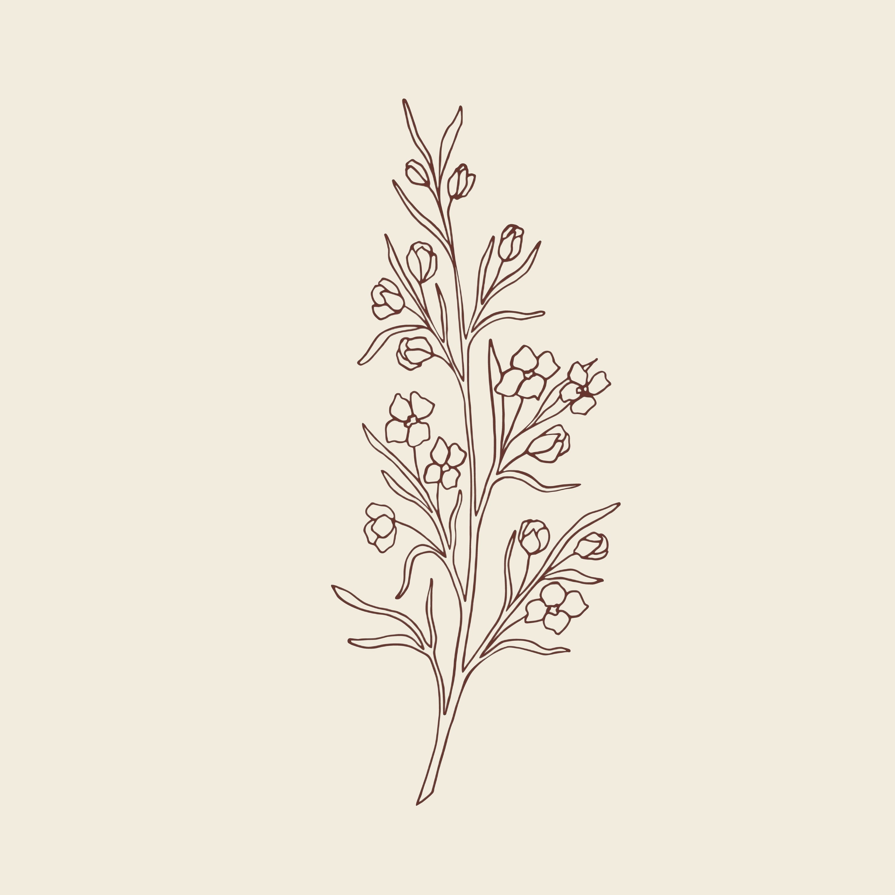 Hand drawn boronia