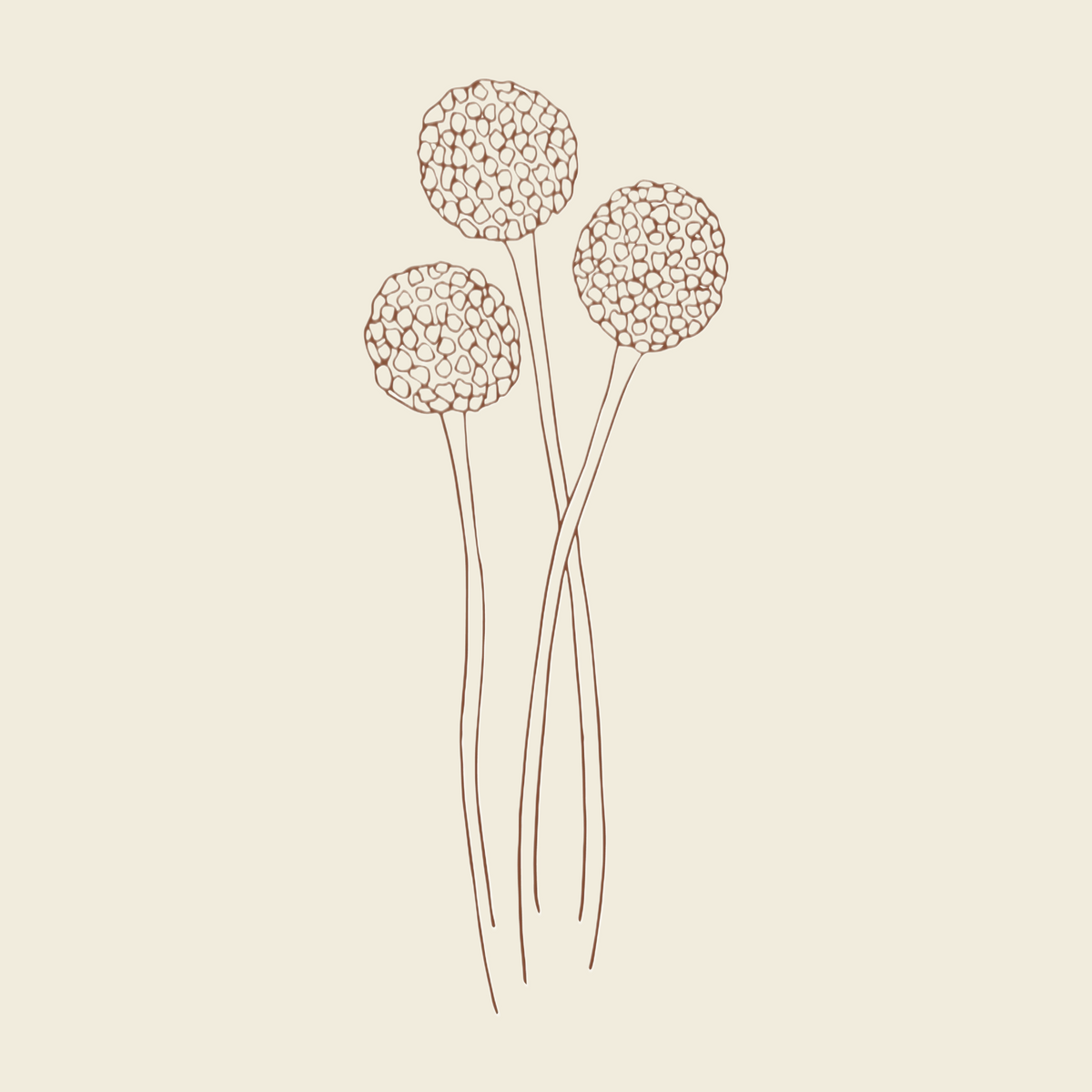 Hand drawn craspedia or billy buttons