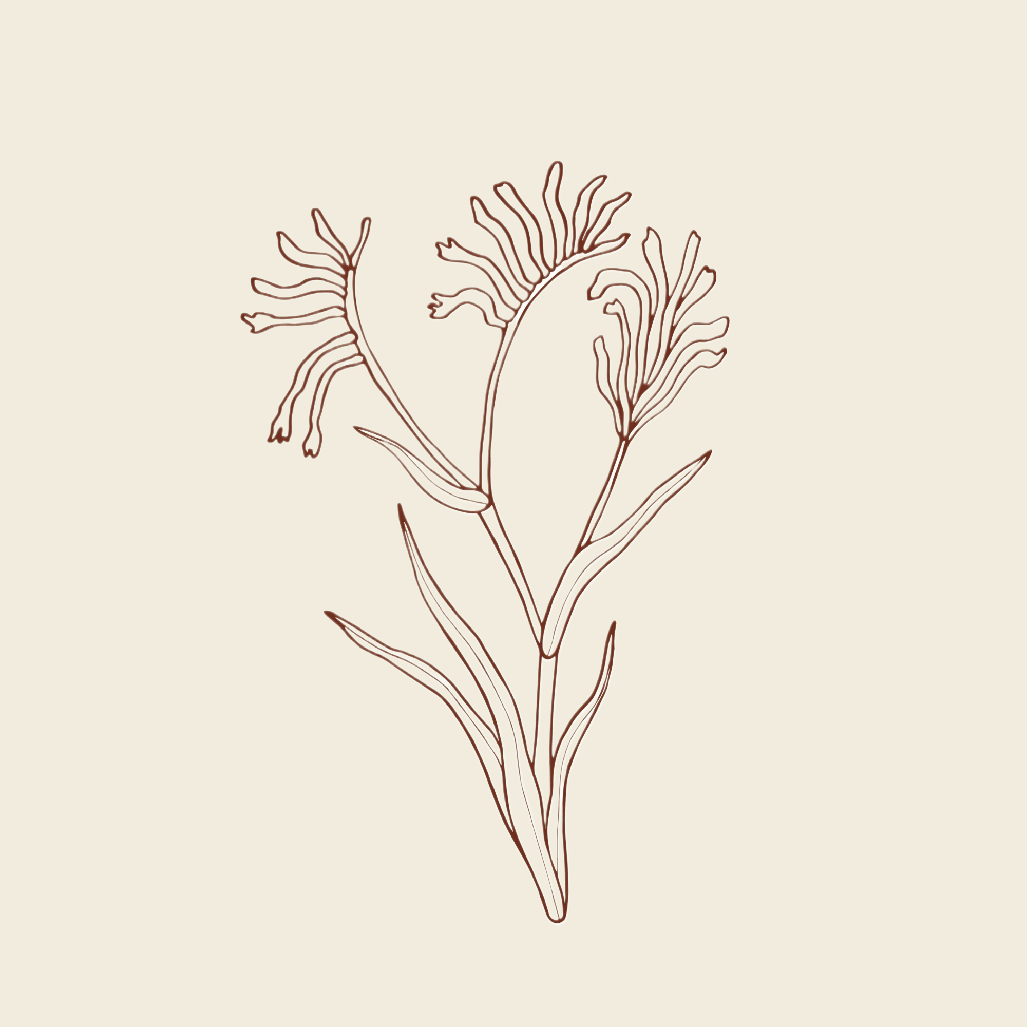 Hand drawn kangaroo paw