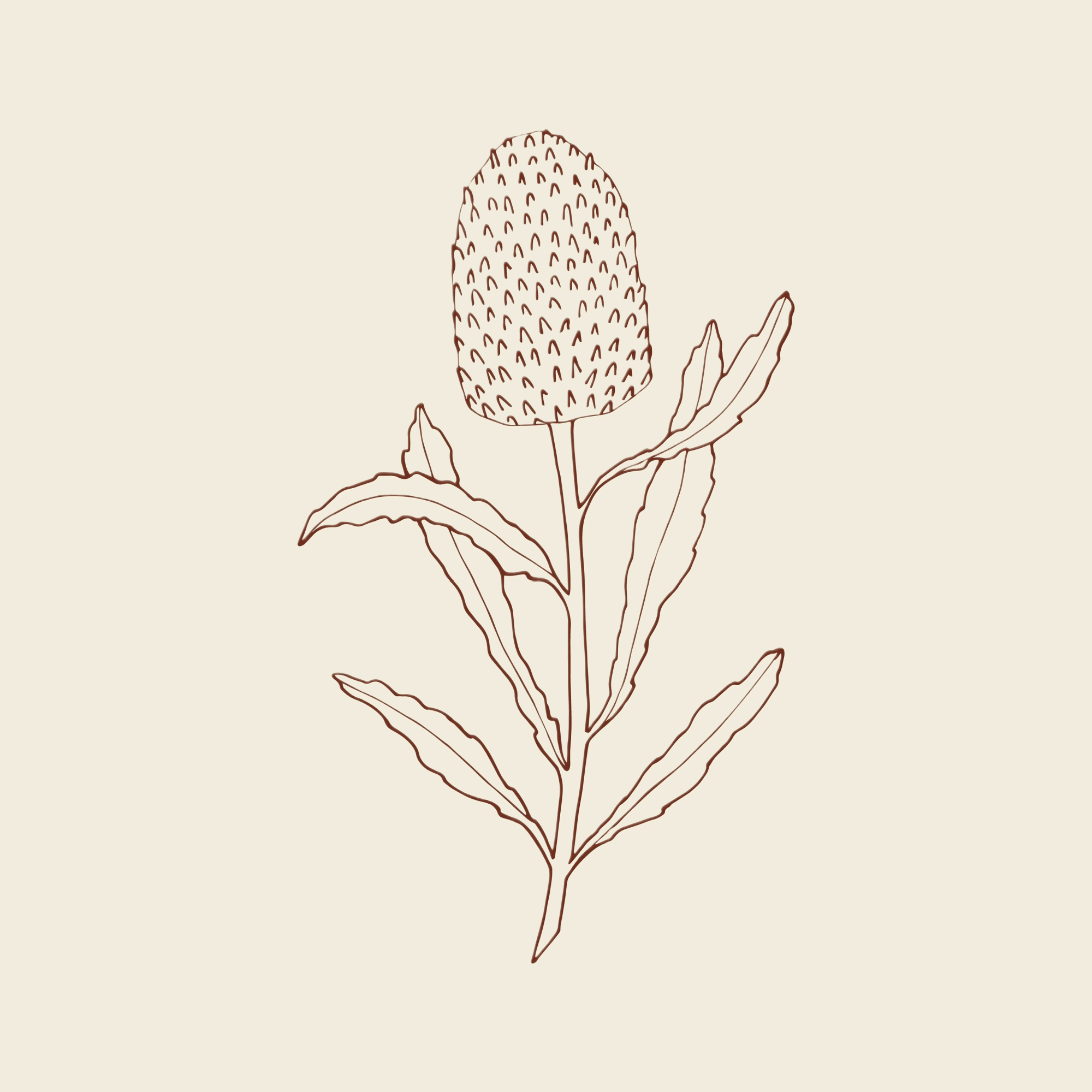 Hand drawn banksia 