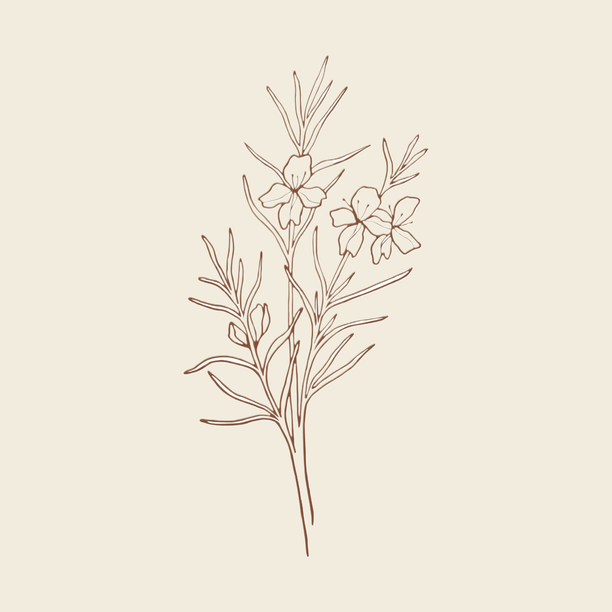 Hand drawn westringia beige background