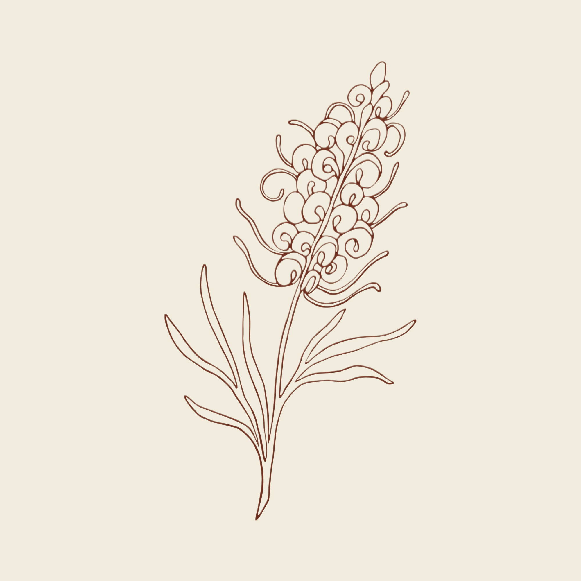 Hand drawn grevillea 