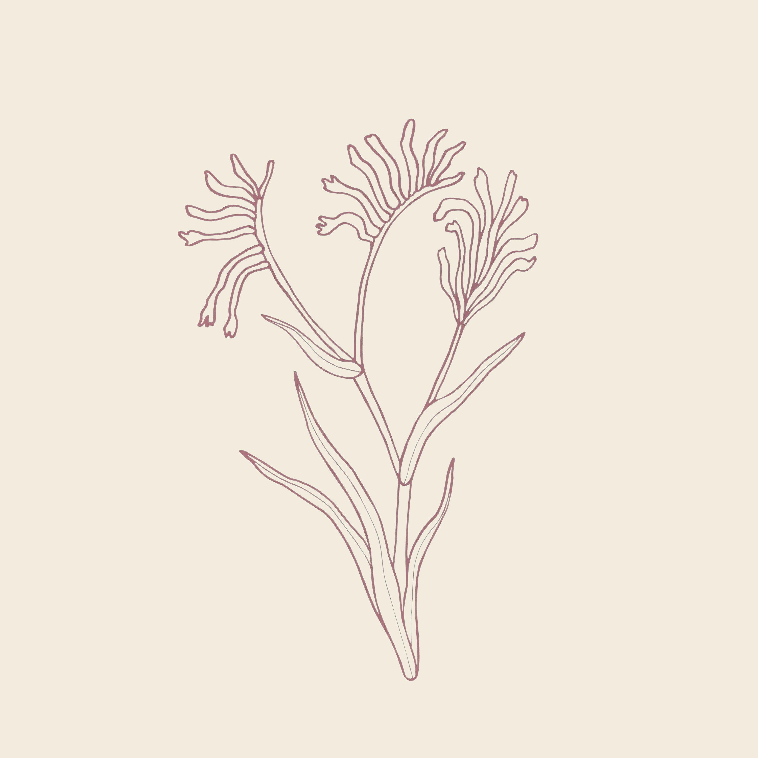 Hand drawn Kangaroo Paw