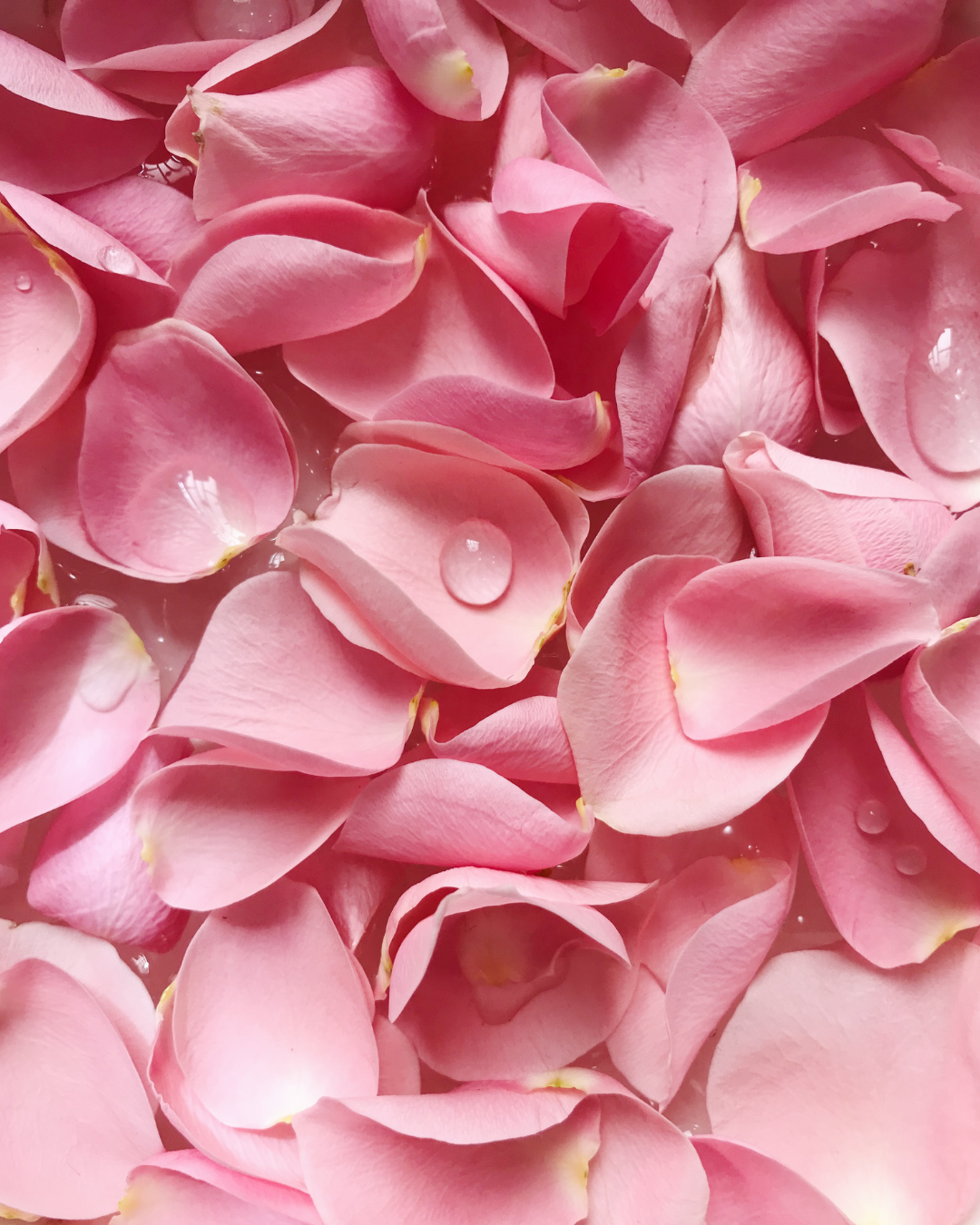 A close-up arrangement of pink rose petals with small water droplets on a bright white background.