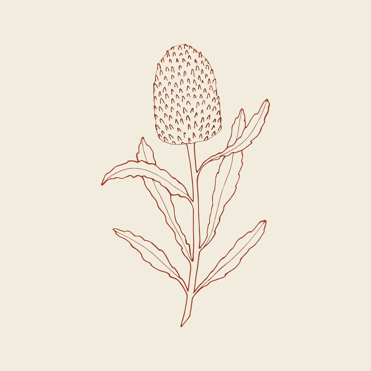 A minimalist botanical line art illustration of banksia plant on a light beige background.